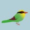 Common green magpie illustration