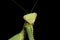 Common green mantis portrait