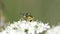 Common green sawfly, green sawfly, sawfly, rhogogaster viridis
