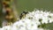 Common green sawfly, green sawfly, sawfly, rhogogaster viridis