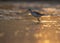 Common green Shank at Sunrise