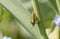 Common green shield bug, shieldbug, Palomena prasina or stink bug on a green stem, close-up side view, Shropshire, UK