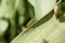 Common green shield bug, shieldbug, Palomena prasina or stink bug resting on a green leaf, close-up side view, Shropshire, UK