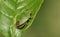 A Common Green Shieldbug, Palomena prasina, perching on a leaf.