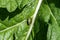 A common green shieldbug, or stinkbug, on a large leaf