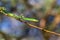 Common green snake in a tree at lake Naivasha