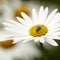 A common greenbottle fly pollinating a white flower closeup. Zoom detail of a tiny blowfly insect feeding nectar from a