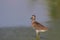 Common greenshank