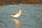 Common Greenshank