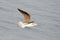 Common greenshank in autumn