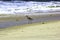 Common greenshank bird, a species of sandpipers standing in the seashore