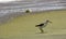 Common greenshank bird, a species of sandpipers taking a walk in the seashore
