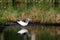 The common greenshank in the lake in the taiga