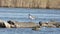 Common Greenshank on Rock