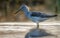 Common greenshank stands amid colorful morning water in spring