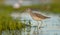 Common Greenshank - Tringa nebularia