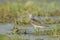 Common Greenshank - Tringa nebularia