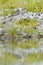 Common Greenshank (Tringa nebularia)