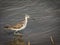 Common Greenshank Tringa nebularia, in the lake at La Charca, Maspalomas in Gran Canaria, Spain