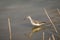 Common Greenshank Tringa nebularia, in the lake at La Charca, Maspalomas in Gran Canaria, Spain