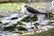 Common Greenshank tringa nebularia standing on one leg.