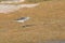 Common Greenshank at the Wetland