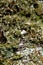 Common Greenshield Lichen - Flavoparmelia caperata