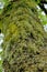 Common Greenshield Lichen - Flavoparmelia caperata