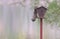 Common grey female squirrel hanging from a bird feeder.