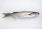 Common grey mullet fish