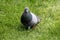 Common grey pigeon calmly walking and enjoying warm sunny spring day in local park