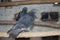 Common grey pigeon sitting on a stick. Inside view of dovecote,nest or cage.