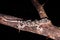 Common Grey`s house gecko Hemidactylus mercatorius lying on a tree branch, Madagascar