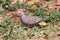 Common ground dove Columbina passerina