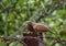 Common Ground Dove or Columbina passerina