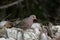 Common Ground Dove in the Florida Everglades