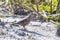 Common Ground Dove On Sandy Ground