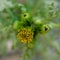 Common groundsel flower and buds