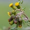 Common groundsel senecio vulgaris