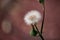 The common groundsel (Senecio vulgaris).