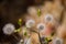 The common groundsel (Senecio vulgaris).