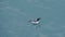 Common Guillemot (Common Murre) Uria Aalge, on Skomer Island sea water