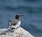 Common Guillemot on Inner Farne