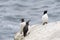 Common Guillemot and Razorbill on a cliff