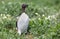 Common guillemot, Uria aalge