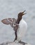 Common guillemot, Uria aalge