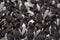 Common guillemot, Uria aalge