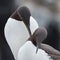 Common guillemot, Uria aalge