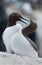 Common guillemot, Uria aalge