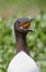 Common guillemot, Uria aalge